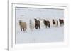 Horse drive in winter on Hideout Ranch, Shell, Wyoming. Herd of horses running in winters snow.-Darrell Gulin-Framed Photographic Print