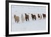 Horse drive in winter on Hideout Ranch, Shell, Wyoming. Herd of horses running in winters snow.-Darrell Gulin-Framed Photographic Print