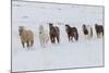 Horse drive in winter on Hideout Ranch, Shell, Wyoming. Herd of horses running in winters snow.-Darrell Gulin-Mounted Photographic Print