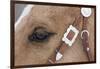 Horse drive in winter on Hideout Ranch, Shell, Wyoming. Horse close-up of eye and bridle.-Darrell Gulin-Framed Photographic Print