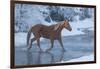 Horse drive in winter on Hideout Ranch, Shell, Wyoming. Horse crossing Shell Creek snow.-Darrell Gulin-Framed Photographic Print