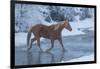 Horse drive in winter on Hideout Ranch, Shell, Wyoming. Horse crossing Shell Creek snow.-Darrell Gulin-Framed Photographic Print