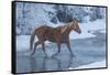 Horse drive in winter on Hideout Ranch, Shell, Wyoming. Horse crossing Shell Creek snow.-Darrell Gulin-Framed Stretched Canvas