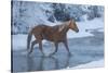 Horse drive in winter on Hideout Ranch, Shell, Wyoming. Horse crossing Shell Creek snow.-Darrell Gulin-Stretched Canvas
