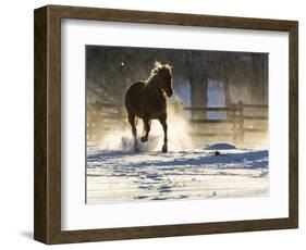 Horse drive in winter on Hideout Ranch, Shell, Wyoming. Horse running through the snow.-Darrell Gulin-Framed Photographic Print