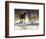 Horse drive in winter on Hideout Ranch, Shell, Wyoming. Horse running through the snow.-Darrell Gulin-Framed Photographic Print