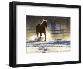 Horse drive in winter on Hideout Ranch, Shell, Wyoming. Horse running through the snow.-Darrell Gulin-Framed Photographic Print