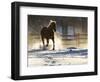 Horse drive in winter on Hideout Ranch, Shell, Wyoming. Horse running through the snow.-Darrell Gulin-Framed Photographic Print