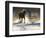Horse drive in winter on Hideout Ranch, Shell, Wyoming. Horse running through the snow.-Darrell Gulin-Framed Photographic Print