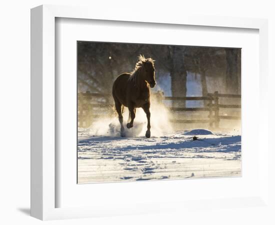 Horse drive in winter on Hideout Ranch, Shell, Wyoming. Horse running through the snow.-Darrell Gulin-Framed Photographic Print