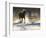 Horse drive in winter on Hideout Ranch, Shell, Wyoming. Horse running through the snow.-Darrell Gulin-Framed Photographic Print