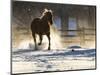 Horse drive in winter on Hideout Ranch, Shell, Wyoming. Horse running through the snow.-Darrell Gulin-Mounted Photographic Print