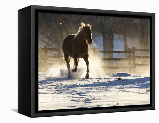 Horse drive in winter on Hideout Ranch, Shell, Wyoming. Horse running through the snow.-Darrell Gulin-Framed Stretched Canvas