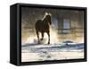 Horse drive in winter on Hideout Ranch, Shell, Wyoming. Horse running through the snow.-Darrell Gulin-Framed Stretched Canvas