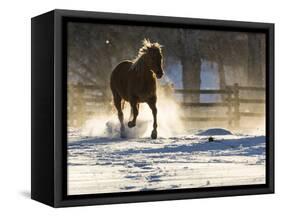 Horse drive in winter on Hideout Ranch, Shell, Wyoming. Horse running through the snow.-Darrell Gulin-Framed Stretched Canvas