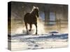 Horse drive in winter on Hideout Ranch, Shell, Wyoming. Horse running through the snow.-Darrell Gulin-Stretched Canvas