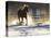 Horse drive in winter on Hideout Ranch, Shell, Wyoming. Horse running through the snow.-Darrell Gulin-Stretched Canvas