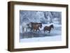 Horse drive in winter on Hideout Ranch, Shell, Wyoming. Horses crossing Shell Creek snow.-Darrell Gulin-Framed Photographic Print