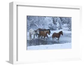 Horse drive in winter on Hideout Ranch, Shell, Wyoming. Horses crossing Shell Creek snow.-Darrell Gulin-Framed Photographic Print