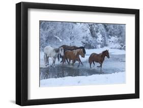 Horse drive in winter on Hideout Ranch, Shell, Wyoming. Horses crossing Shell Creek snow.-Darrell Gulin-Framed Photographic Print