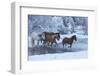 Horse drive in winter on Hideout Ranch, Shell, Wyoming. Horses crossing Shell Creek snow.-Darrell Gulin-Framed Photographic Print