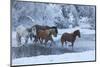 Horse drive in winter on Hideout Ranch, Shell, Wyoming. Horses crossing Shell Creek snow.-Darrell Gulin-Mounted Photographic Print