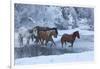 Horse drive in winter on Hideout Ranch, Shell, Wyoming. Horses crossing Shell Creek snow.-Darrell Gulin-Framed Photographic Print