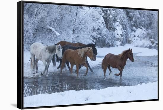 Horse drive in winter on Hideout Ranch, Shell, Wyoming. Horses crossing Shell Creek snow.-Darrell Gulin-Framed Stretched Canvas