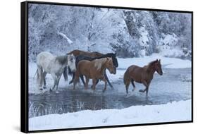 Horse drive in winter on Hideout Ranch, Shell, Wyoming. Horses crossing Shell Creek snow.-Darrell Gulin-Framed Stretched Canvas