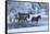 Horse drive in winter on Hideout Ranch, Shell, Wyoming. Horses crossing Shell Creek snow.-Darrell Gulin-Framed Stretched Canvas