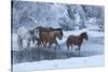 Horse drive in winter on Hideout Ranch, Shell, Wyoming. Horses crossing Shell Creek snow.-Darrell Gulin-Stretched Canvas