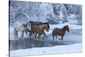 Horse drive in winter on Hideout Ranch, Shell, Wyoming. Horses crossing Shell Creek snow.-Darrell Gulin-Stretched Canvas