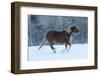 Horse drive in winter on Hideout Ranch, Shell, Wyoming. Horses running in snow-Darrell Gulin-Framed Photographic Print