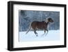 Horse drive in winter on Hideout Ranch, Shell, Wyoming. Horses running in snow-Darrell Gulin-Framed Photographic Print