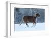 Horse drive in winter on Hideout Ranch, Shell, Wyoming. Horses running in snow-Darrell Gulin-Framed Photographic Print