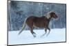 Horse drive in winter on Hideout Ranch, Shell, Wyoming. Horses running in snow-Darrell Gulin-Mounted Photographic Print