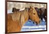 Horse drive in winter on Hideout Ranch, Shell, Wyoming. Portrait of quarter horse-Darrell Gulin-Framed Photographic Print