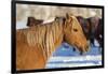 Horse drive in winter on Hideout Ranch, Shell, Wyoming. Portrait of quarter horse-Darrell Gulin-Framed Photographic Print
