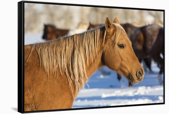 Horse drive in winter on Hideout Ranch, Shell, Wyoming. Portrait of quarter horse-Darrell Gulin-Framed Stretched Canvas