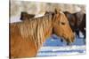 Horse drive in winter on Hideout Ranch, Shell, Wyoming. Portrait of quarter horse-Darrell Gulin-Stretched Canvas