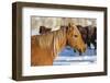 Horse drive in winter on Hideout Ranch, Shell, Wyoming. Portrait of quarter horse-Darrell Gulin-Framed Photographic Print