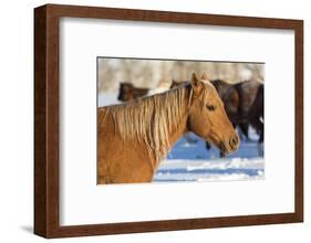 Horse drive in winter on Hideout Ranch, Shell, Wyoming. Portrait of quarter horse-Darrell Gulin-Framed Photographic Print