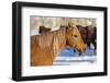 Horse drive in winter on Hideout Ranch, Shell, Wyoming. Portrait of quarter horse-Darrell Gulin-Framed Photographic Print