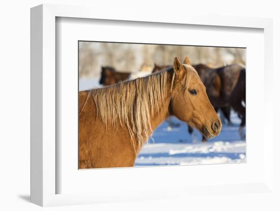 Horse drive in winter on Hideout Ranch, Shell, Wyoming. Portrait of quarter horse-Darrell Gulin-Framed Photographic Print