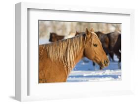 Horse drive in winter on Hideout Ranch, Shell, Wyoming. Portrait of quarter horse-Darrell Gulin-Framed Photographic Print