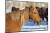 Horse drive in winter on Hideout Ranch, Shell, Wyoming. Portrait of quarter horse-Darrell Gulin-Mounted Photographic Print