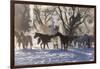 Horse drive in winter, Shell, Wyoming. Cold morning with herd of horses with mist and frost.-Darrell Gulin-Framed Photographic Print