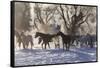 Horse drive in winter, Shell, Wyoming. Cold morning with herd of horses with mist and frost.-Darrell Gulin-Framed Stretched Canvas