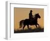Horse drive in winter, Shell, Wyoming. Cowboy riding his horse in snow, silhouetted at sunset.-Darrell Gulin-Framed Photographic Print
