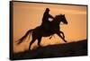 Horse drive in winter, Shell, Wyoming. Cowboy riding his horse silhouetted at sunset.-Darrell Gulin-Framed Stretched Canvas